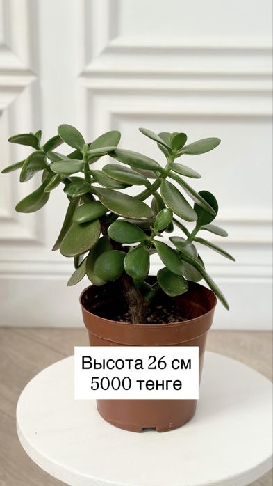 Денежное дерево, крассула хоббит