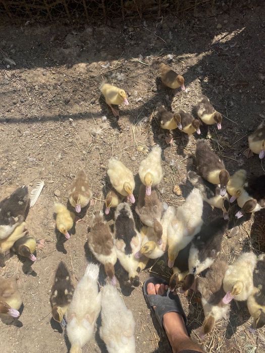 Индоутка, балапан, птенцы, лаванда.