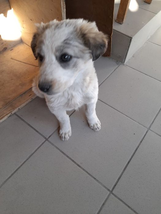 Отдам даром щенка