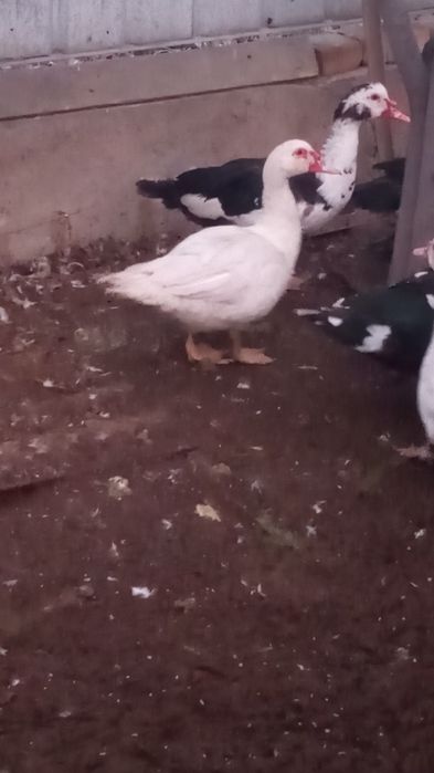 Молодые индоутки