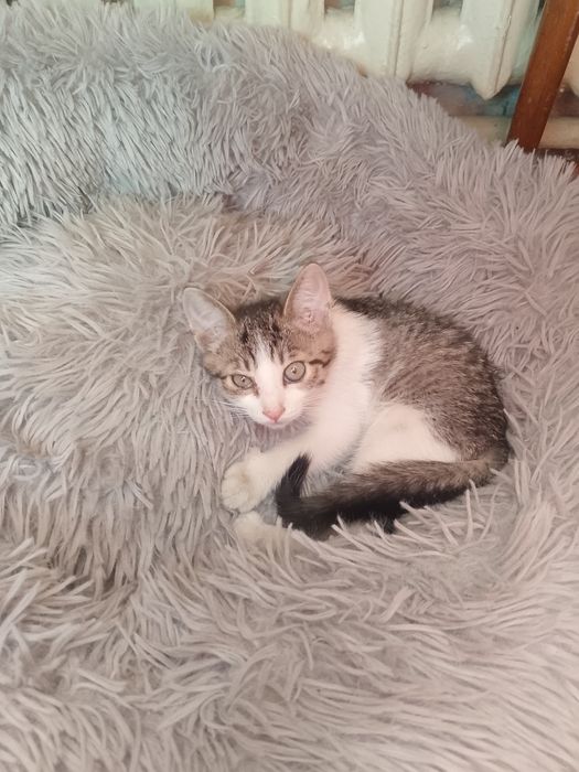 Отдам котят с доставкой