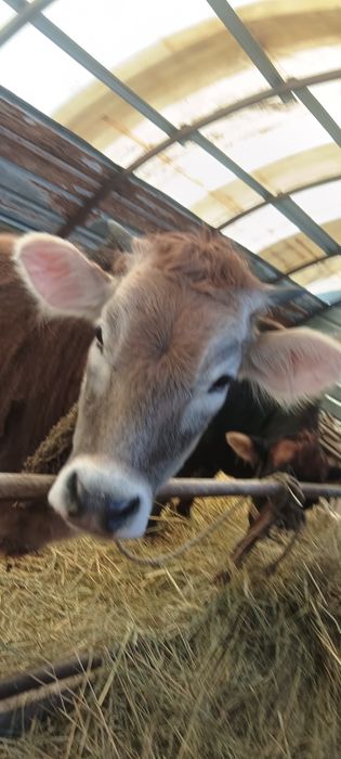 сутти сиыр сатылады