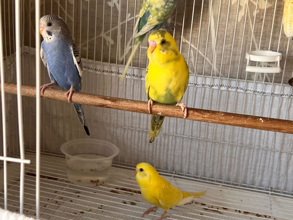 Totiqush Valnisti, Попугай подчех волнистый