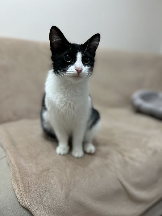 Кошка в добрые руки