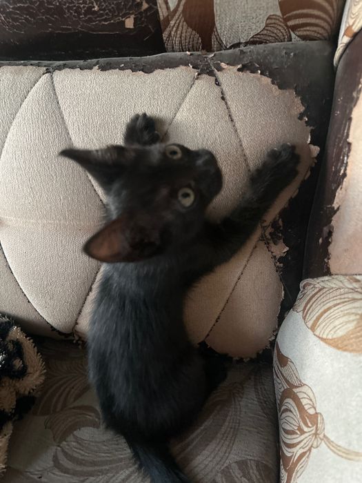 Отдам котят , три месяца
