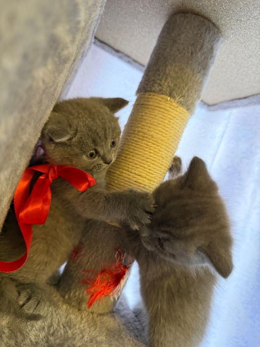 Pisici british foarte jugausi