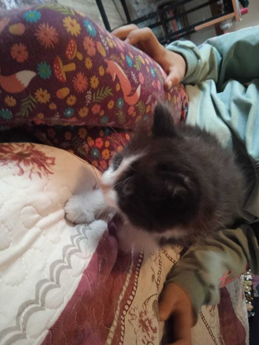 Отдадим в добрые руки двух котят