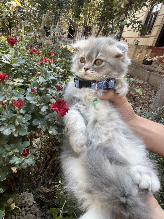 Heylend fold mushukchalar