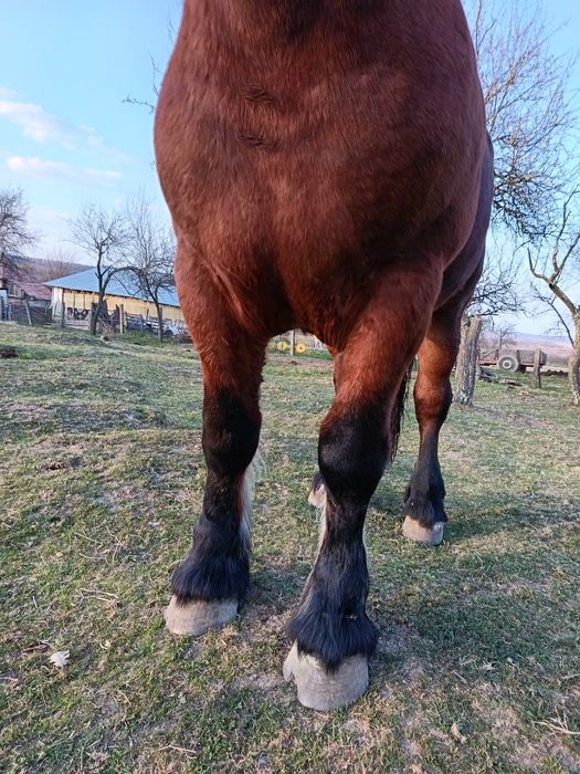 Harmăsar de vânzare.