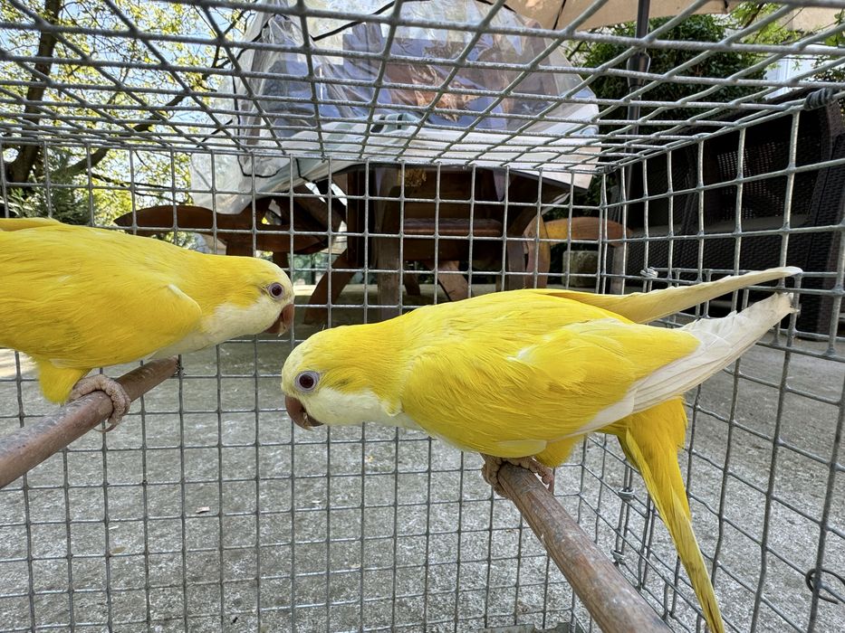 Papagali Calugari