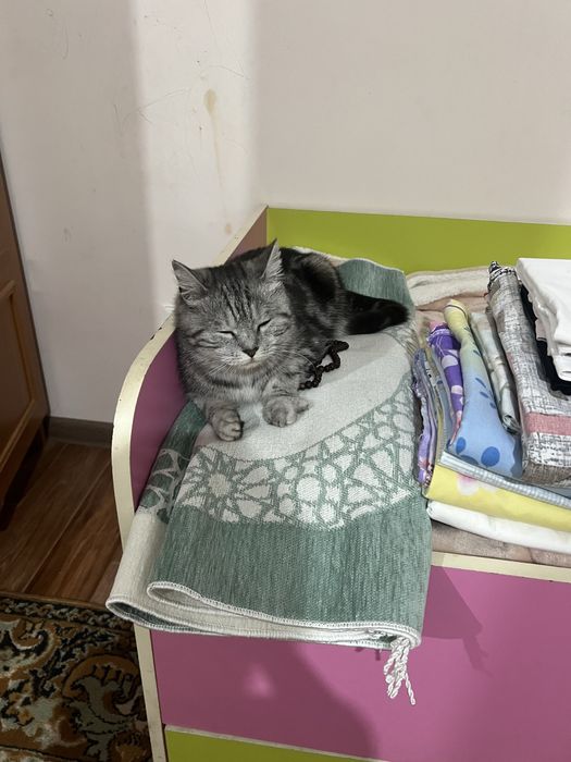 Отдам кошку в добрые руки