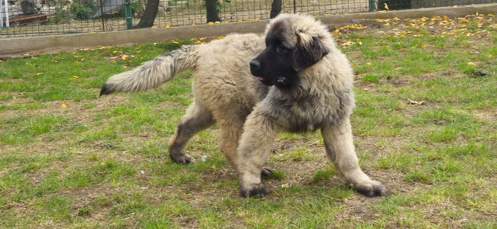 Ciobanesc Caucazian Mascul