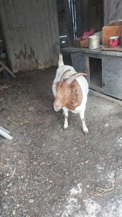 Capre de boer şi Capre de saneen