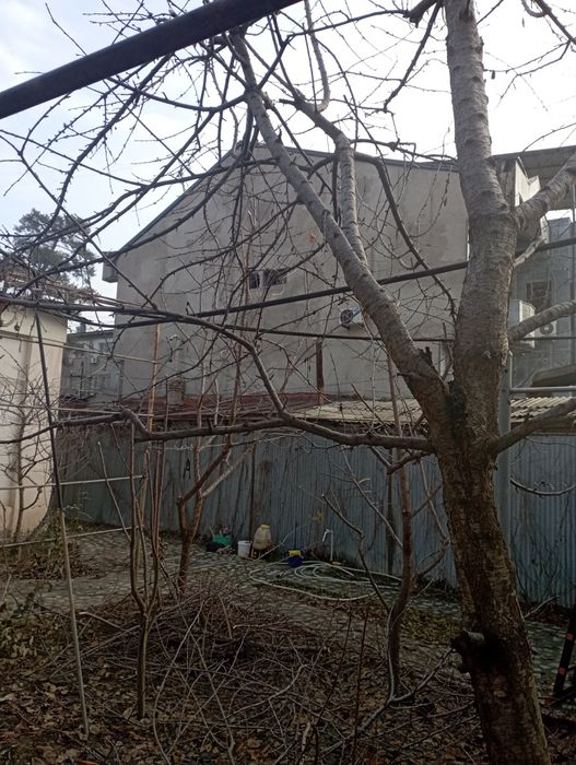 Daraxt kesish shakil berish