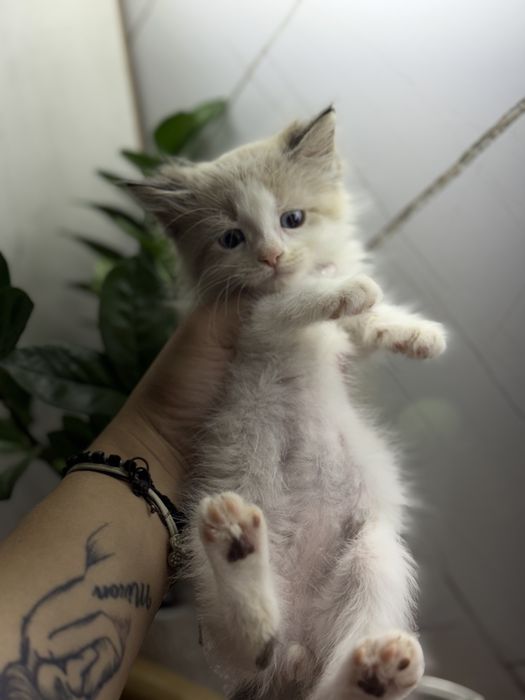 Котята ищут дом