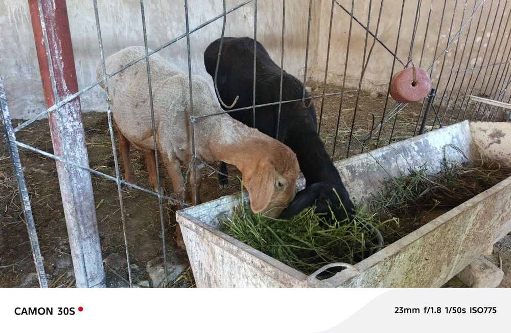Бугоз куй 2 та. 2-3 тугар