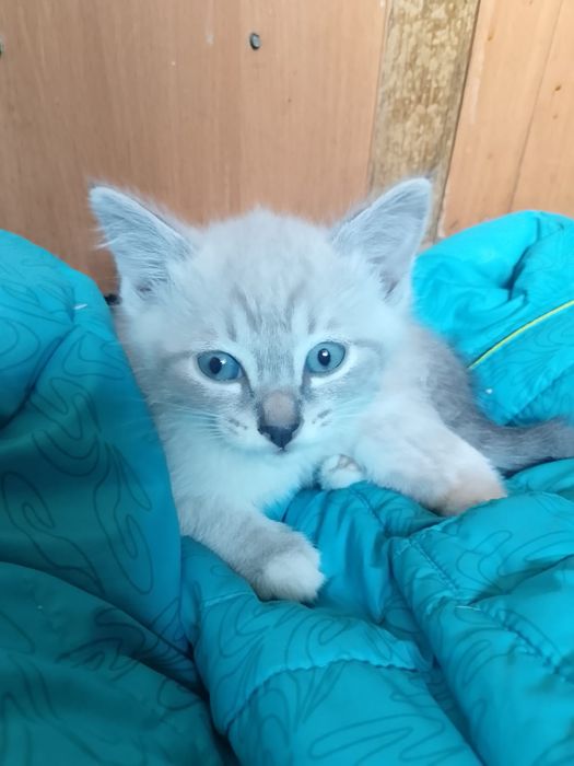 Котенка в добрые руки