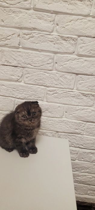 Продается котенок.Гламурный мальчик вислоух