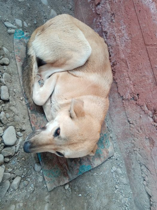 Kuchuk ikki dona onasi bilan sotiladi