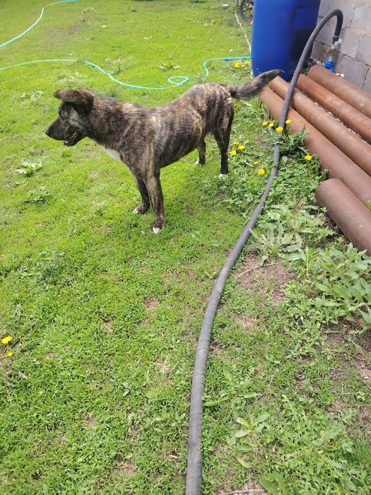 собака один год.