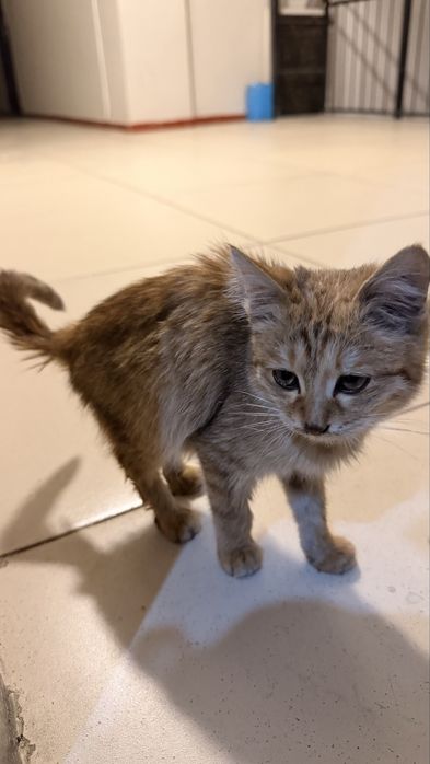 Котенок маленький уличный