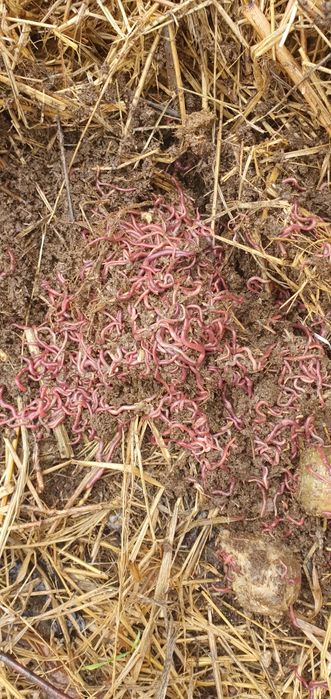 Kaliforniya qizil chuvalchangi.( Калифорния қизил чувалчанги)