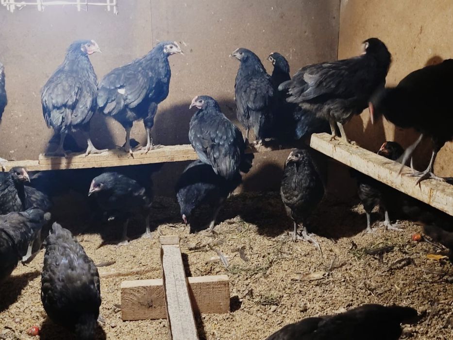 Куры цыплята породистые