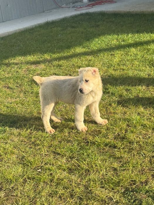 Продавам кученца алабай на 66 дни!готови за нови стопани!