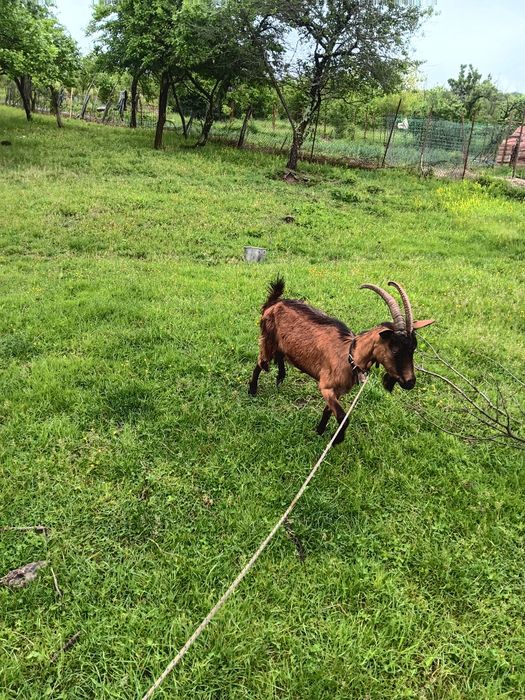 Vând,capra rosie