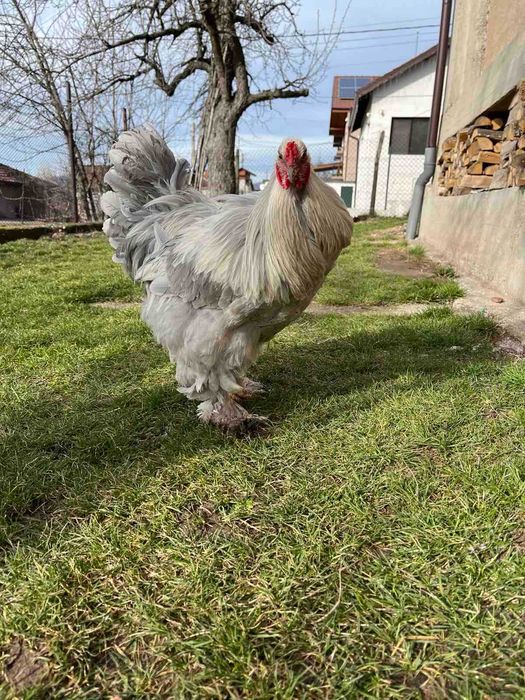 Продавам петел Брама Изабела