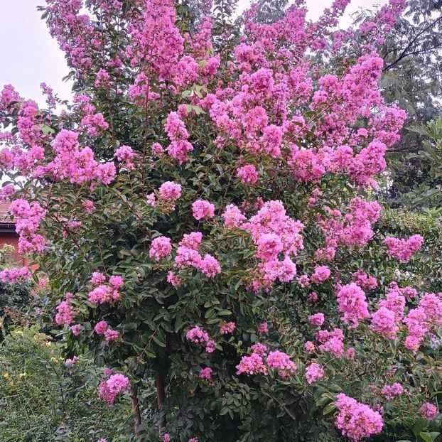 Liliac indian roz inchis si mov 40-50cm