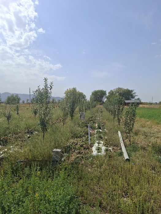 Фазенда 55 соток