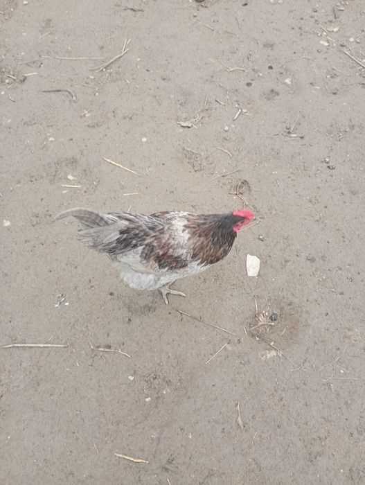 Cocoși de vânzare din primăvara anului trecut ( 2025)5
