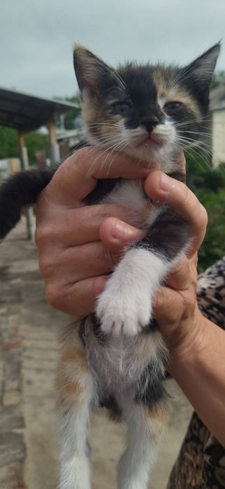 Отдам котят в добрые,любящие руки.