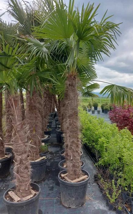 Студоустойчиви палми Трахикарпус на 28 години