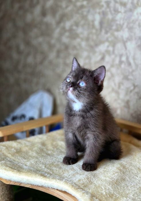 Шикарные золотые шиншиллы