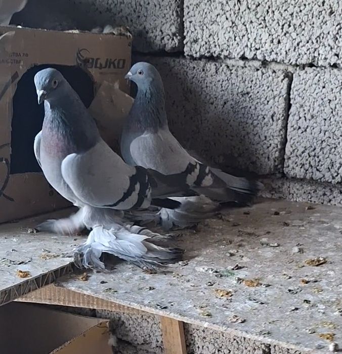 Голуби на продажу