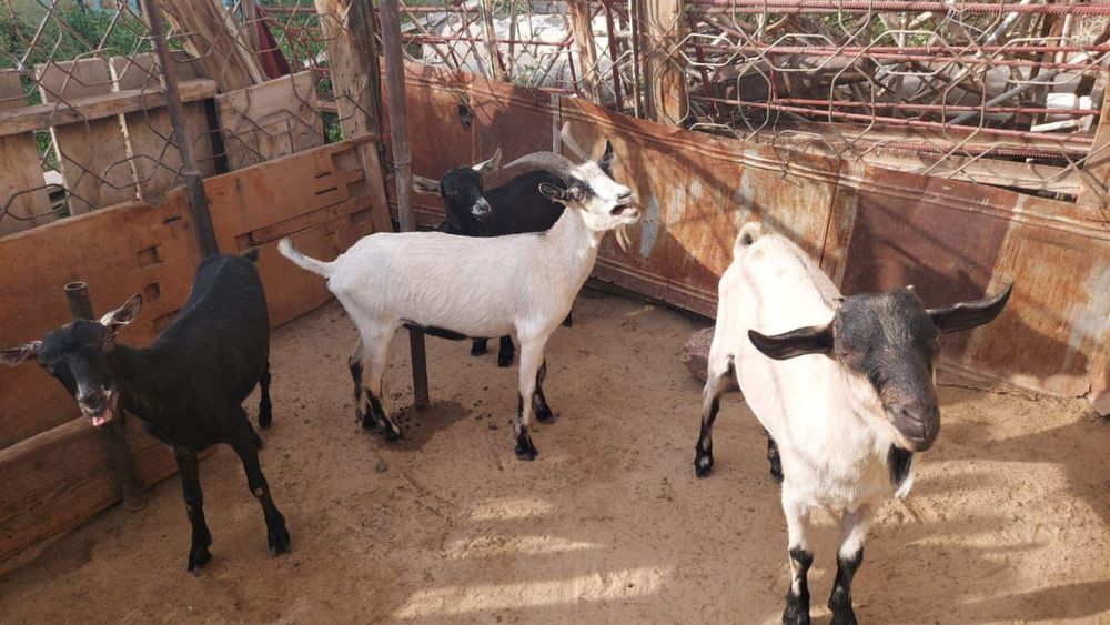 Асыл тұқымды , сүті мол ешкі сатылады