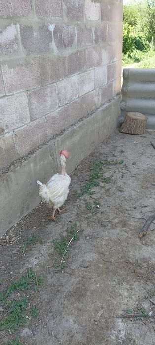 Продам кур несушки 80 голов