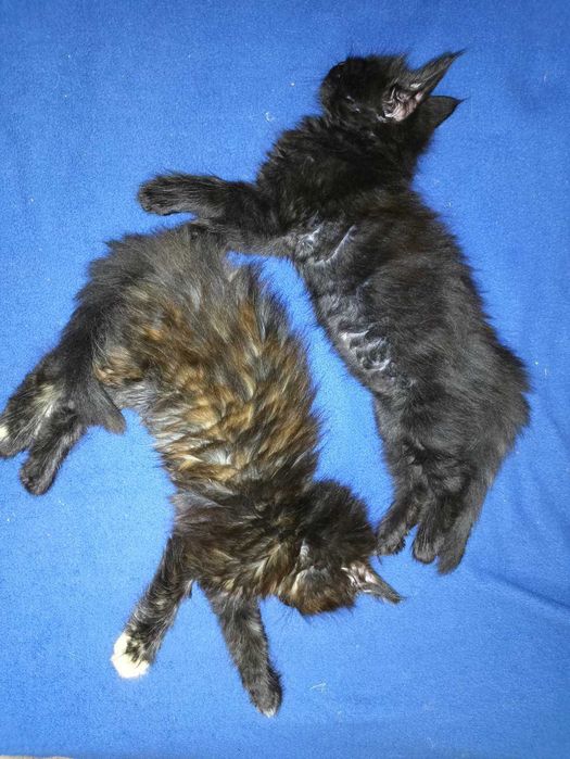 Мейн куун котенца