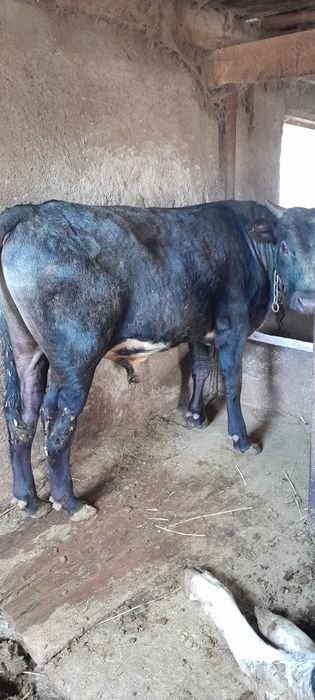 Продам бычков крупные