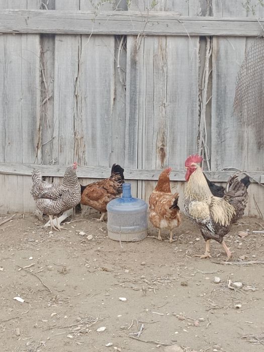 Домашние инкубационные яйца