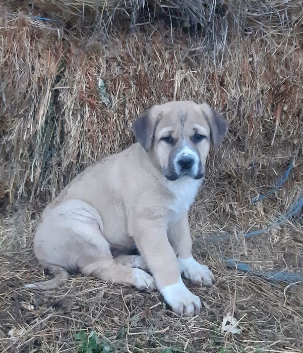 Cățeluș Malakli 7 saptamani