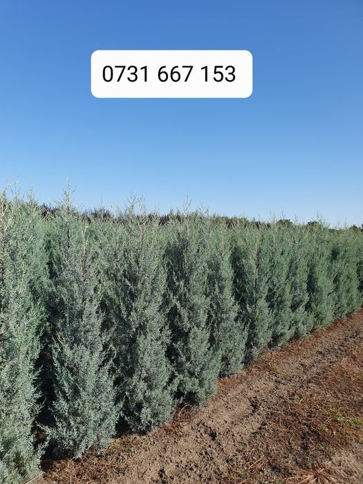 Leylandii chiparos laur englezesc Photinia Red Robin