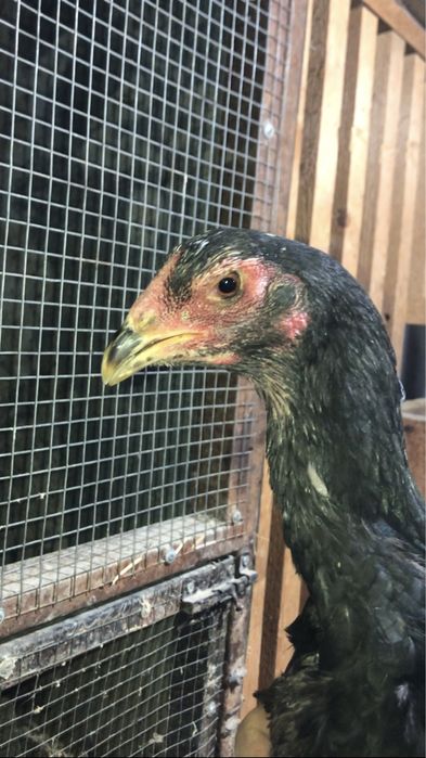 Япон шамо мокионлари сотилади