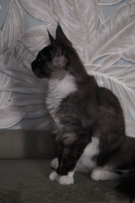 Мейн-кун, девочки