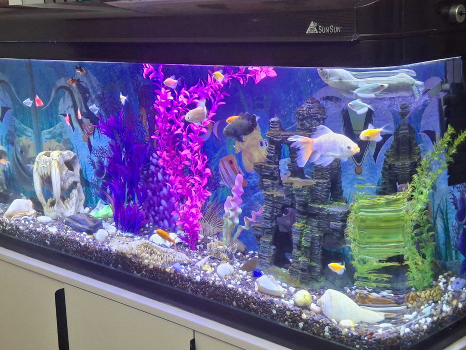 Завадской Аквариумы рыбками