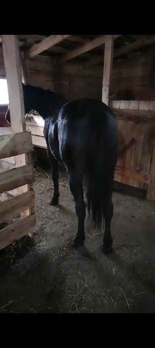 Продам жеребца цена 900