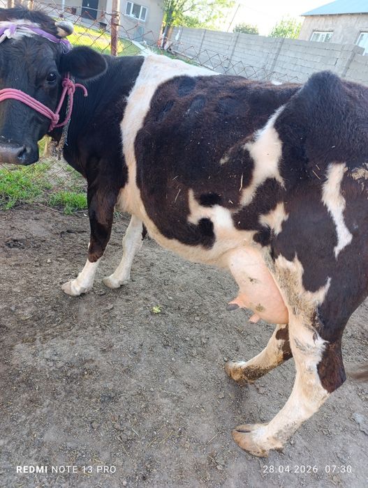 Сүтті сиыр сатылады