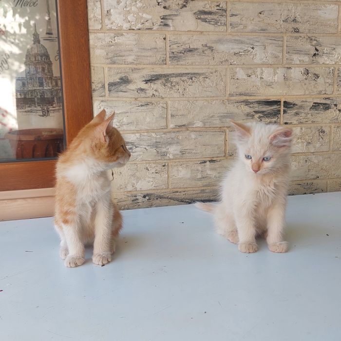 Бесплатно котята